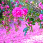 1月の愛媛で山茶花や水仙、河津桜を楽しめる花のお出かけイメージ｜サムネイル画像