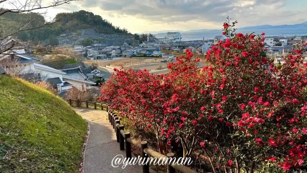 今治市菊間町の瓦のふるさと公園で遊歩道沿いに咲く山茶花の風景 - ゆりママんブログ 今治市菊間町の瓦のふるさと公園で遊歩道沿いに咲く山茶花の風景