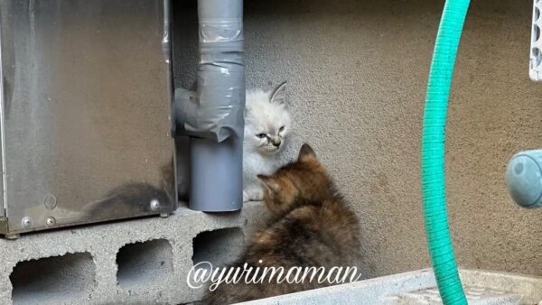 寒さの中、ボイラーの下で身を寄せ合っていた生後1か月ほどの子猫たち - ゆりママんブログ 寒さの中、ボイラーの下で身を寄せ合っていた生後1か月ほどの子猫たち