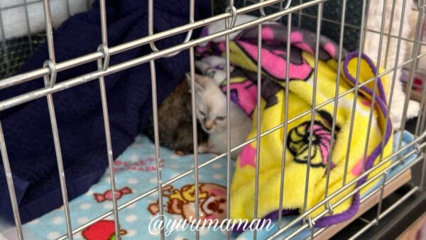 譲渡会でケージの中から様子をうかがう保護子猫 - ゆりママんブログ 譲渡会でケージの中から様子をうかがう保護子猫