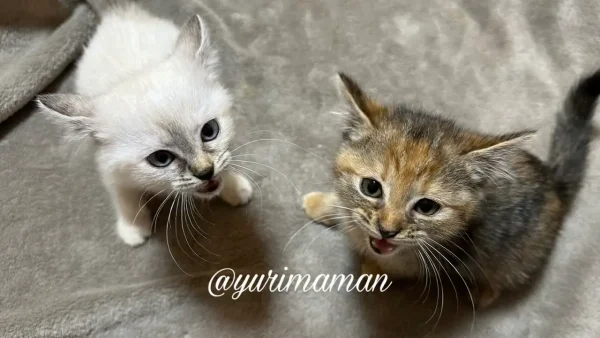 保護してしばらくして家で過ごしている子猫 - ゆりママんブログ 保護してしばらくして家で過ごしている子猫