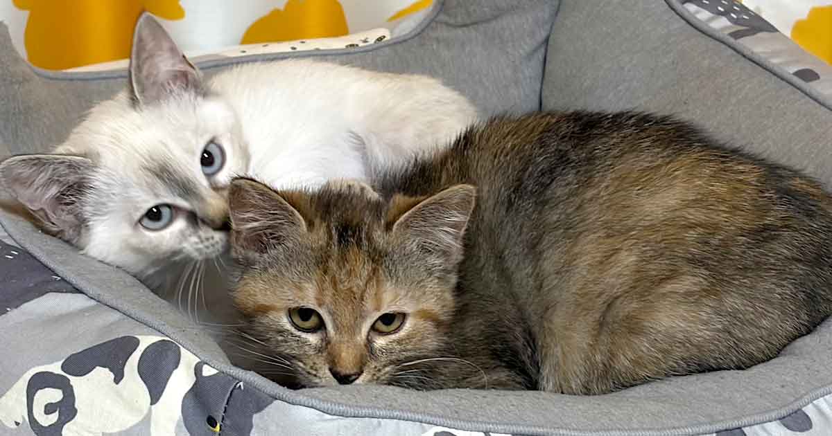 子猫を保護したときの話｜サムネイル画像