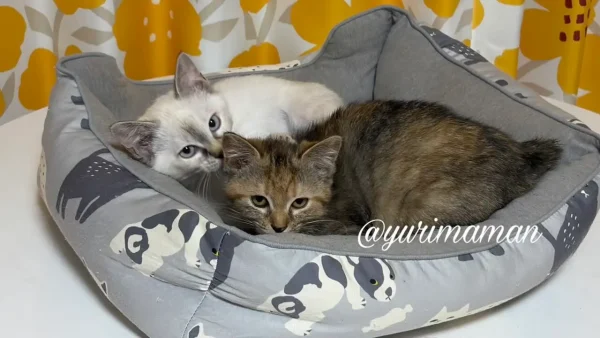 新しい家族のもとへ向かう前の、保護子猫たち - ゆりママんブログ 新しい家族のもとへ向かう前の、保護子猫たち