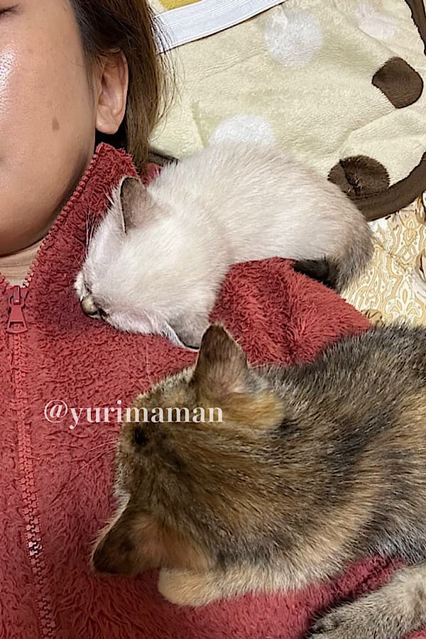 保護して1ヵ月たった子猫たちの成長2 - ゆりママんブログ 保護して1ヵ月たった子猫たちの成長2