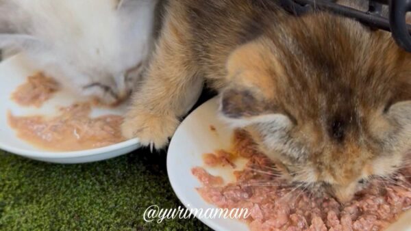 空腹で、用意したフードを夢中で食べる保護直前の子猫 - ゆりママんブログ 空腹で、用意したフードを夢中で食べる保護直前の子猫