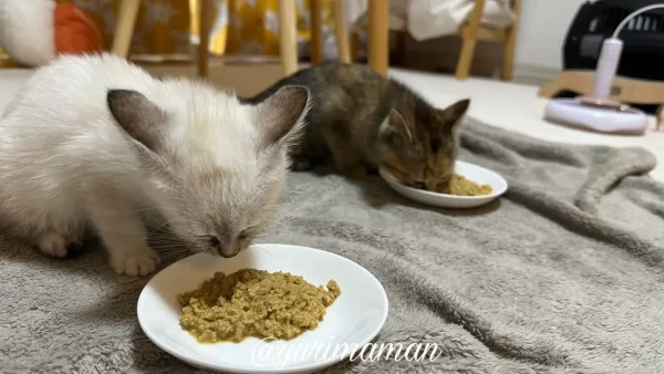 保護してしばらくして家でご飯を食べている子猫 - ゆりママんブログ 保護してしばらくして家でご飯を食べている子猫