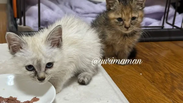 保護直後、まだ人を警戒しながら室内で過ごす子猫3 - ゆりママんブログ 保護直後、まだ人を警戒しながら室内で過ごす子猫3