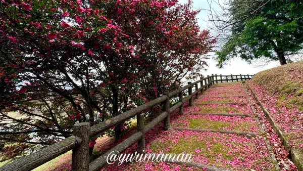 砥部町の桜の園で大下田古墳群へ続く散策路の様子 - ゆりママんブログ 砥部町の桜の園で大下田古墳群へ続く散策路の様子