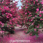 1月の愛媛で山茶花の花びらが足元に広がるピンクのじゅうたん｜サムネイル画像