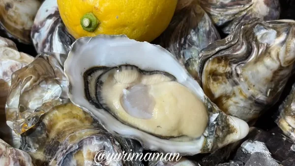 しまなみ牡蠣処の生食用の牡蠣2