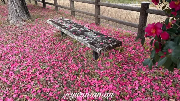 今治市の玉川湖畔の里で山茶花の木の下にベンチがあり上も下もピンクに包まれる景色2 - ゆりママんブログ 今治市の玉川湖畔の里で山茶花の木の下にベンチがあり上も下もピンクに包まれる景色2