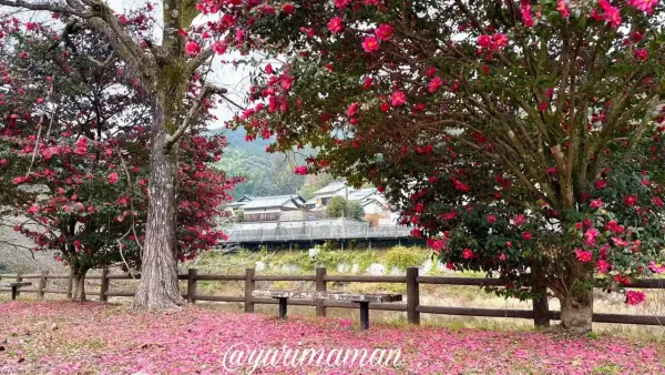 今治市の玉川湖畔の里で山茶花の木の下にベンチがあり上も下もピンクに包まれる景色1 - ゆりママんブログ 今治市の玉川湖畔の里で山茶花の木の下にベンチがあり上も下もピンクに包まれる景色1