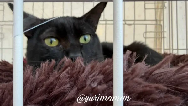 譲渡会のゲージの中で毛布にくるまっている黒猫ちゃん2 - ゆりママんブログ 譲渡会のゲージの中で毛布にくるまっている黒猫ちゃん2