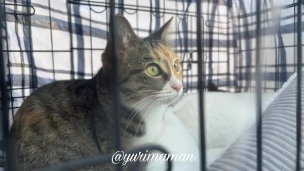 譲渡会のゲージの中から外を見つめる保護猫ちゃん - ゆりママんブログ 譲渡会のゲージの中から外を見つめる保護猫ちゃん