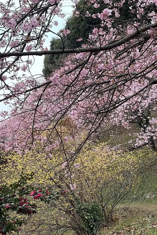 藤山健康文化公園の河津桜の開花状況(2026年2月20日)今治市・咲き始めの様子 - ゆりママんブログ 藤山健康文化公園の河津桜の開花状況(2026年2月20日)今治市・咲き始めの様子