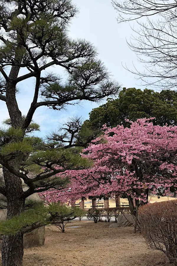 藤山健康文化公園の河津桜の開花状況(2026年2月20日)今治市・咲き始めの様子2 - ゆりママんブログ 藤山健康文化公園の河津桜の開花状況(2026年2月20日)今治市・咲き始めの様子2