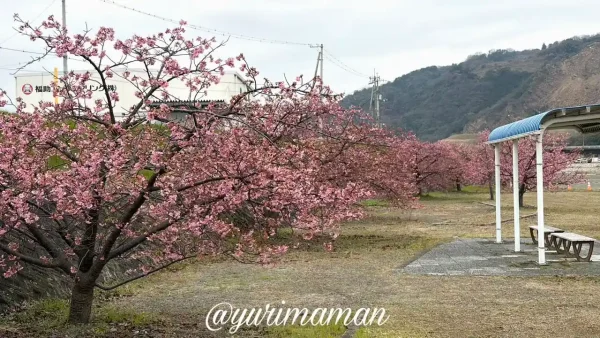 関川河川敷ふるさと広場の河津桜の花（四国中央市・2026年2月26日撮影）1