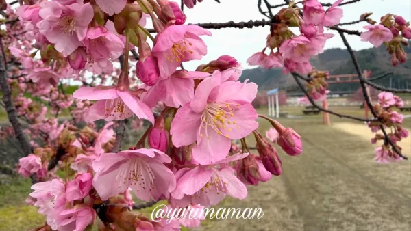 関川河川敷ふるさと広場の河津桜の花（四国中央市・2026年2月26日撮影）3