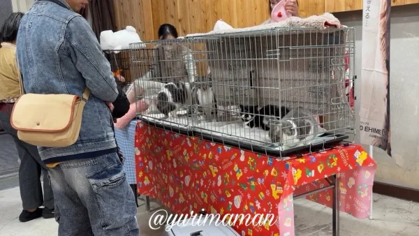 松山市銀天街で開催されている保護猫譲渡会の会場のようす2 - ゆりママんブログ 松山市銀天街で開催されている保護猫譲渡会の会場のようす2