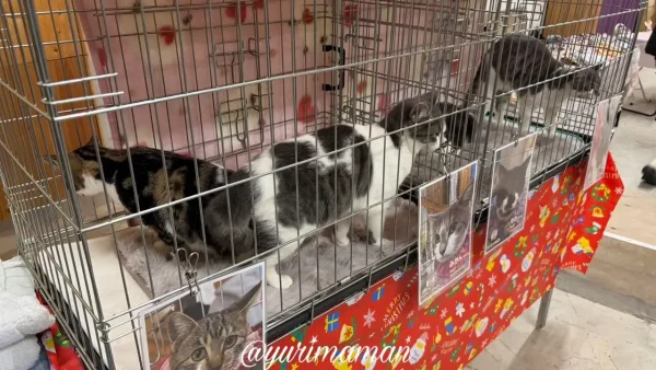 譲渡会のゲージの中で過ごす保護猫ちゃんたち1 - ゆりママんブログ 譲渡会のゲージの中で過ごす保護猫ちゃんたち1