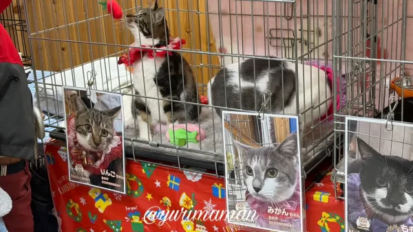 譲渡会のゲージの中で過ごす保護猫ちゃんたち2 - ゆりママんブログ 譲渡会のゲージの中で過ごす保護猫ちゃんたち2
