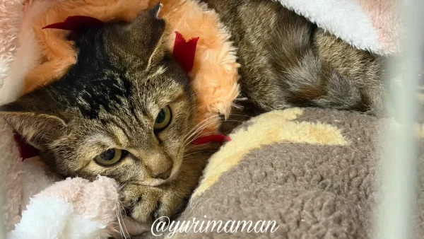 かわいい襟をつけておめかしした保護猫ちゃん3 - ゆりママんブログ かわいい襟をつけておめかしした保護猫ちゃん3