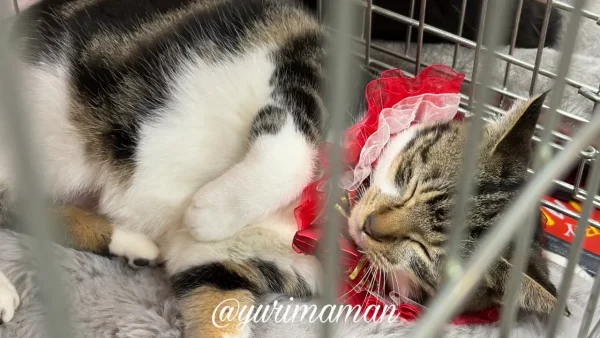 譲渡会のゲージの中で過ごす保護猫ちゃんたち2 - ゆりママんブログ 譲渡会のゲージの中で過ごす保護猫ちゃんたち2