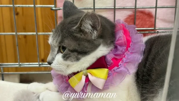 かわいい襟をつけておめかしした保護猫ちゃん4 - ゆりママんブログ かわいい襟をつけておめかしした保護猫ちゃん4