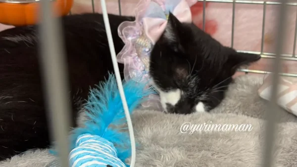 かわいい襟をつけておめかしした保護猫ちゃん1 - ゆりママんブログ かわいい襟をつけておめかしした保護猫ちゃん1