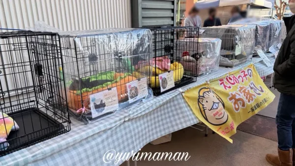 保護猫譲渡会で並ぶ猫ちゃんたちのゲージとブースのようす(ワールドプラザ今治) - ゆりママんブログ 保護猫譲渡会で並ぶ猫ちゃんたちのゲージとブースのようす(ワールドプラザ今治)