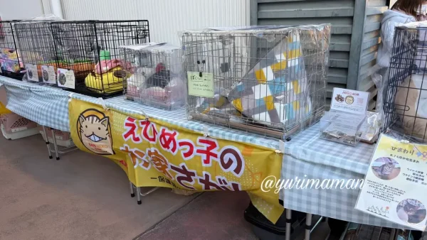 今治市ワールドプラザで開催されている保護猫譲渡会の会場のようす - ゆりママんブログ 今治市ワールドプラザで開催されている保護猫譲渡会の会場のようす