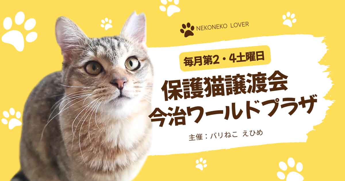 今治ワールドプラザで開催される保護猫譲渡会イベントのお知らせ｜サムネイル画像