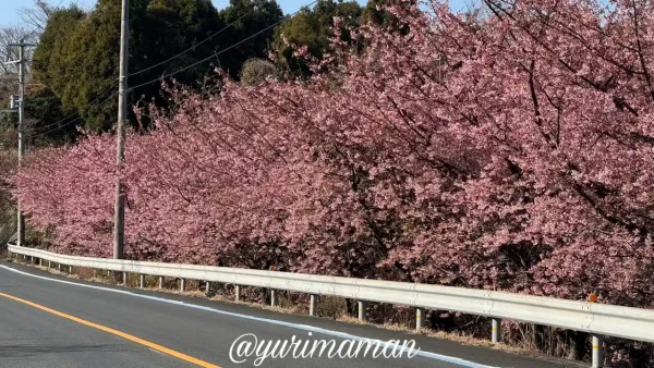 夕やけこやけライン沿いの河津桜と道路の風景（2026年）2