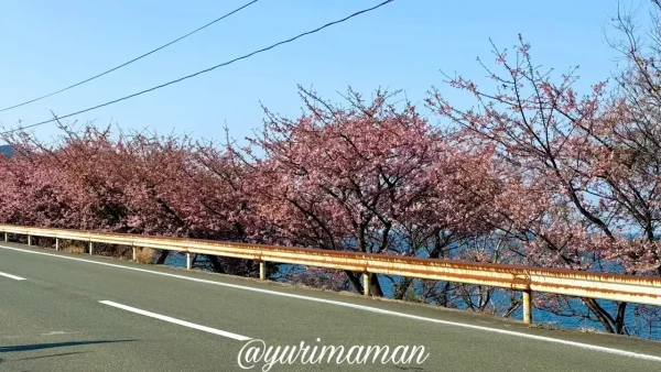 夕やけこやけライン沿いの河津桜と道路の風景（2026年）1
