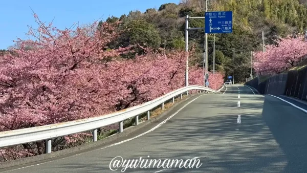 桜越しに見下ろす夕やけこやけラインの道路風景（2026年）