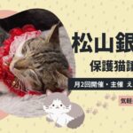 松山市銀天街で開催されている保護猫譲渡会｜サムネイル画像