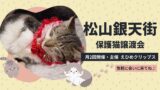 松山市銀天街で開催されている保護猫譲渡会|サムネイル画像 - ゆりママんブログ 松山市銀天街で開催されている保護猫譲渡会|サムネイル画像
