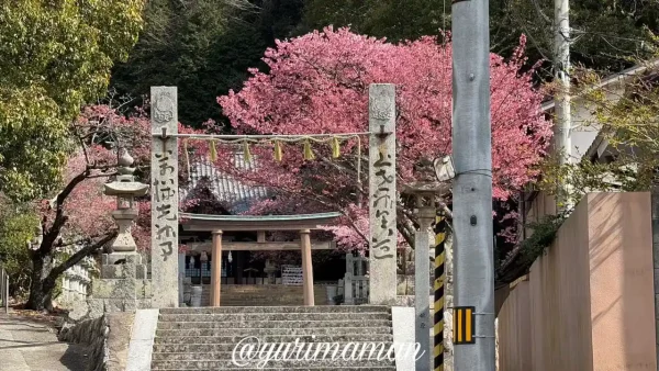 松山市吉藤の三島神社参道に咲く薄紅寒桜と花びらの絨毯（2026年2月28日）