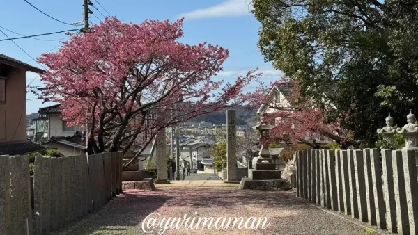 松山市吉藤の三島神社参道に咲く薄紅寒桜と花びらの絨毯（2026年2月28日）2