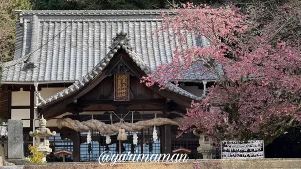 松山市吉藤の三島神社境内に咲く薄紅寒桜の様子（2026年2月28日撮影）