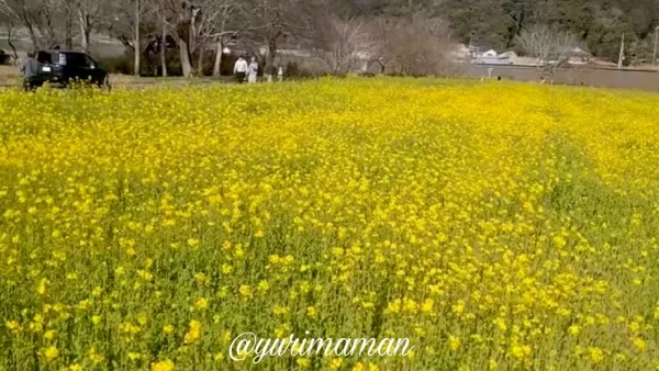 大洲の菜の花畑（畑の前河川敷広場）2026年2月23日時点