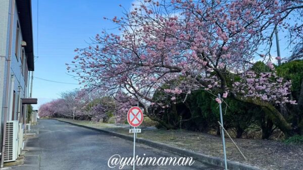 宮田鉄工内の道路沿いに咲く椿寒桜（西条市丹原町・2026年2月28日）