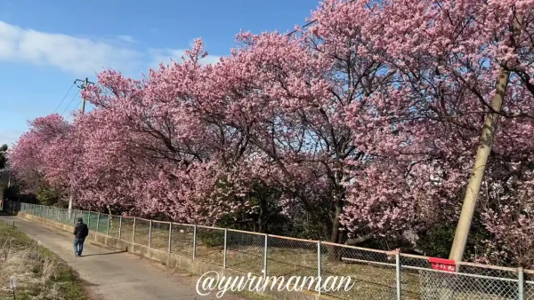 西条市丹原町・宮田鉄工の椿寒桜並木（2026年2月28日撮影・満開）1