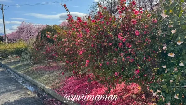 山茶花の花びらが広がるピンクの絨毯（西条市丹原町・2026年2月28日）