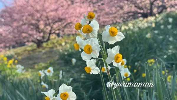 河津桜と一緒に咲く水仙の花（八幡浜・2026年）