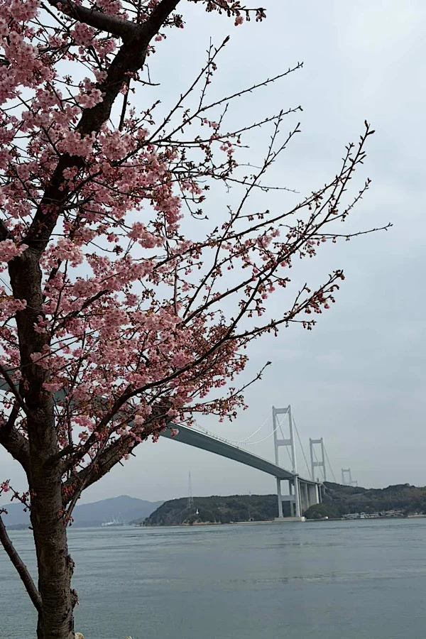 サンライズ糸山の河津桜と来島海峡大橋の風景(2026年2月20日撮影・今治市) - ゆりママんブログ サンライズ糸山の河津桜と来島海峡大橋の風景(2026年2月20日撮影・今治市)