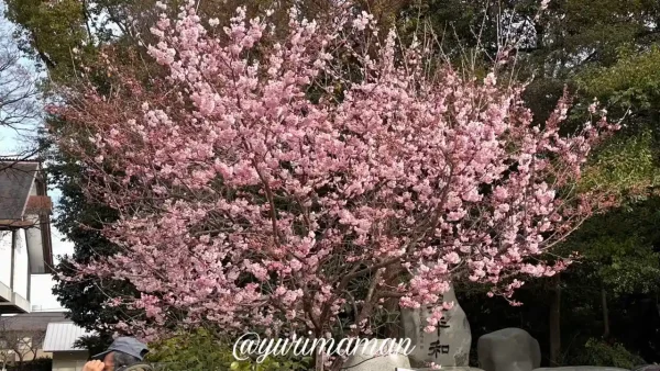 椿神社(伊豫豆比古命神社)の椿寒桜が見頃となった様子(2026年2月24日撮影) - ゆりママんブログ 椿神社(伊豫豆比古命神社)の椿寒桜が見頃となった様子(2026年2月24日撮影)