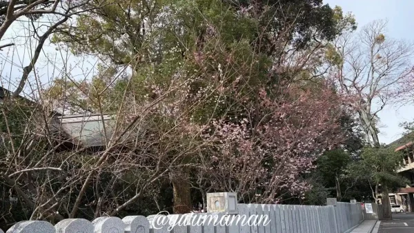 椿神社(伊豫豆比古命神社)の椿寒桜が開花の様子(2026年2月24日撮影) - ゆりママんブログ 椿神社(伊豫豆比古命神社)の椿寒桜が開花の様子(2026年2月24日撮影)