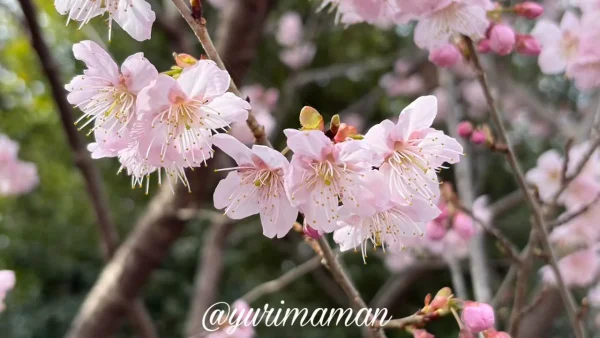 椿神社(伊豫豆比古命神社)の椿寒桜が開花の様子(2026年2月24日撮影)2 - ゆりママんブログ 椿神社(伊豫豆比古命神社)の椿寒桜が開花の様子(2026年2月24日撮影)2