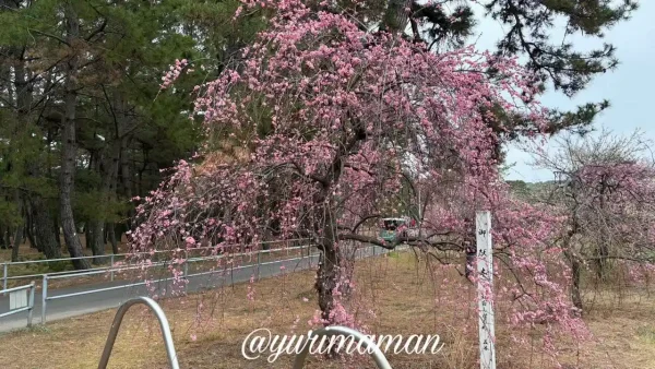 綱敷天満神社の枝垂れ梅（2026年2月16日撮影）
